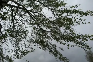 Гроза, град и сильный ветер снова придут в Ивановскую область в ближайшие сутки