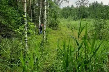 В Ботанический сад ИвГУ из леса переселились костяника и редкий подмаренник
