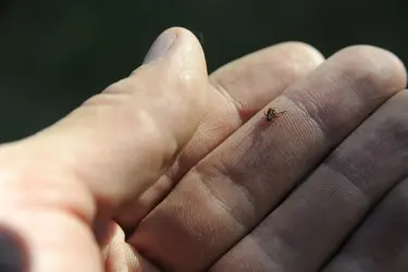 Жертв клещей в Ивановской области стало больше – с начала сезона пострадали 1686 человек