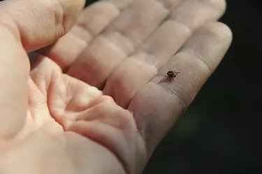 Житель Ивановской области подцепил клещевой энцефалит за пределами региона