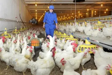 Ивановская область в 2025 году нарастила производство молока, мяса и яиц