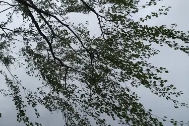 В ближайшие сутки ивановцев ожидают гроза и сильный ветер