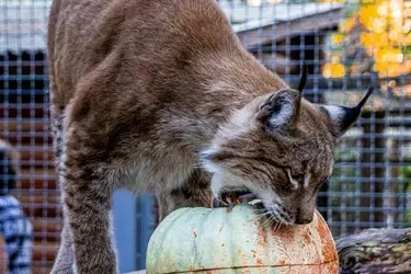 Питомцы Ивановского зоопарка ждут любые овощи и фрукты, кроме яблок