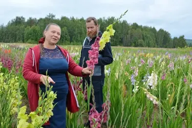 Ивановские фермеры выращивают гладиолусы российской селекции для всей страны