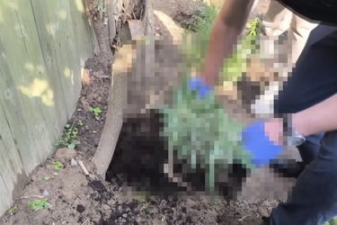 В Кохме полиция задержала пенсионера, который растил коноплю и хранил марихуану