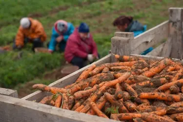 От картофеля до капусты: что и сколько собрали фермеры Ивановской области