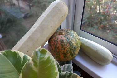 Шуйский район стал лидером Ивановской области по выращиванию кабачков