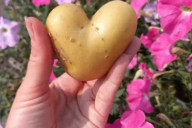 День картошки в Гавриловом Посаде 20 сентября: что в программе, полная афиша