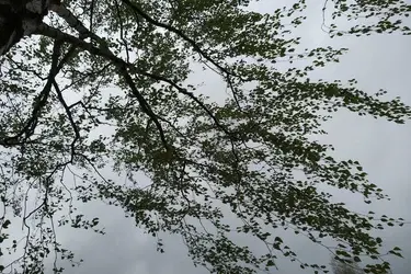 МЧС предупредило об усилении ветра в Ивановской области в ближайшие сутки