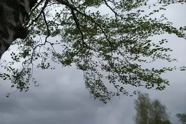 ГУ МЧС предупредило об усилении ветра в Ивановской области в ближайшие часы