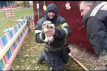 В Заволжске спасатели вытащили из-под веранды в детском саду шестерых щенков