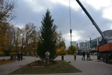 В Иванове высадили крупномерную "ель европейскую"