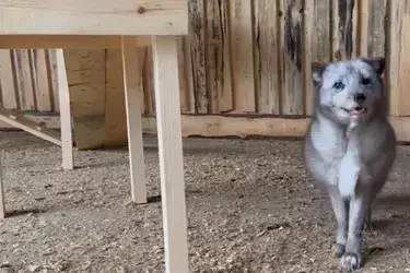 Песцы и лисы Ивановского зоопарка справили новоселье