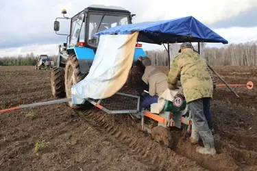 В Ивановской области появятся плантации черной рябины