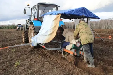 В Ивановской области появятся плантации черной рябины