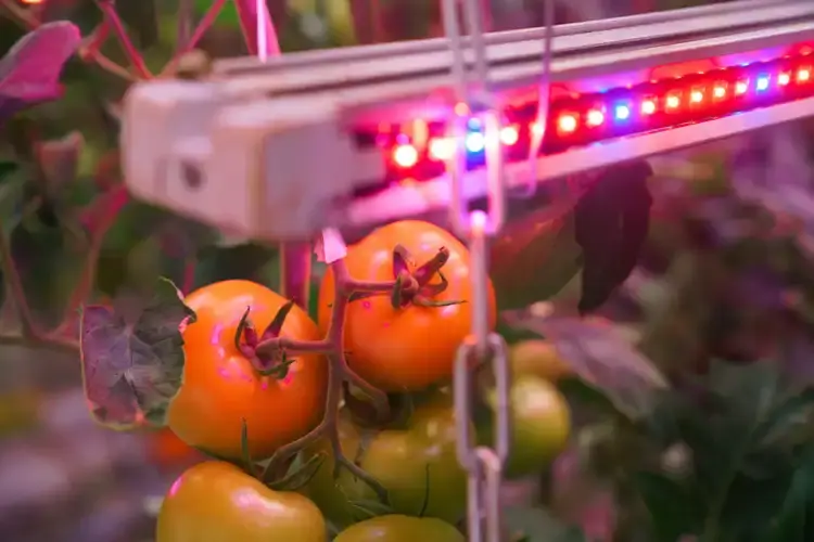 Овощи в теплицах могут расти круглый год: их освещают и греют ультрафиолетовые лампы