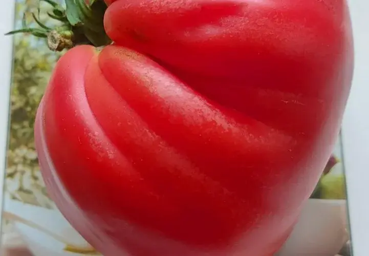 "Помидор на фото - популярного у огородников сорта, при грамотном уходе такие томаты набирают вес до 600 граммов, но у нас все помидоры выросли больше этого веса, одна даже потянула на 1117 граммов", - рассказала автор снимка Елена Мельникова.