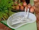 Лук на столе тоже неспроста