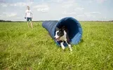 Бордер-колли Хонда преодолела одно из препятствий – тоннель