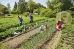 Большой огород обеспечивает семью всем необходимым. Ягоды - для морса и варенья, овощи - для заготовок и приготовления еды.