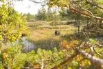  На болотах растут брусника, клюква, гонобобель, а из грибов - подберёзовики, грузди