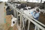 Ветеринарный врач на ферме занимается лечением животных и профилактическим наблюдением за их состоянием. 