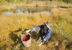 За три-четыре часа можно набрать 10-литровое ведро ягод