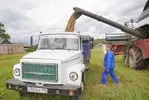 Самый простой способ определить, можно ли сегодня технике выйти в поле: если зерно нельзя разгрызть,  значит оно сухое и готово к уборке.