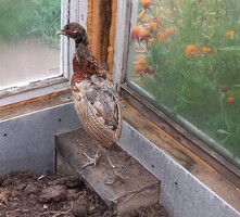 Этот фазан два месяца жил в теплице у замглавы Остаповской администрации