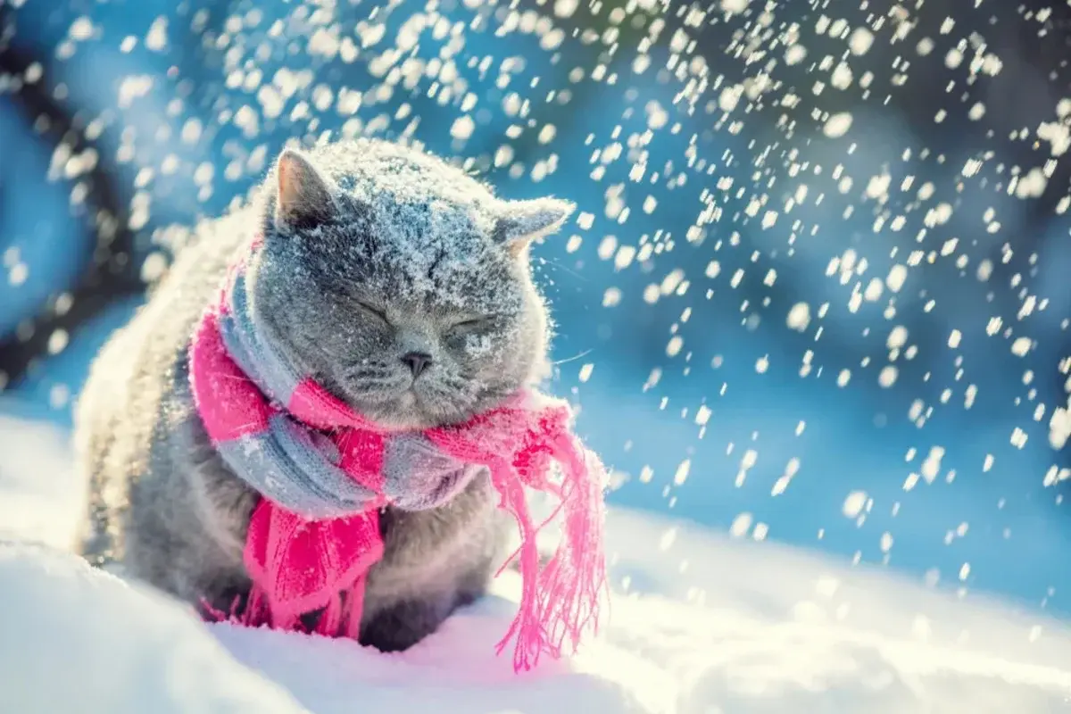Кошка зима