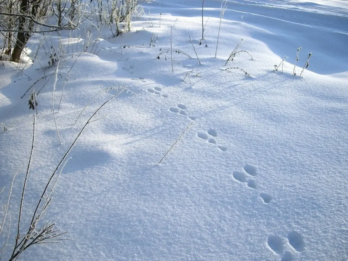 Следы зайца беляка на снегу