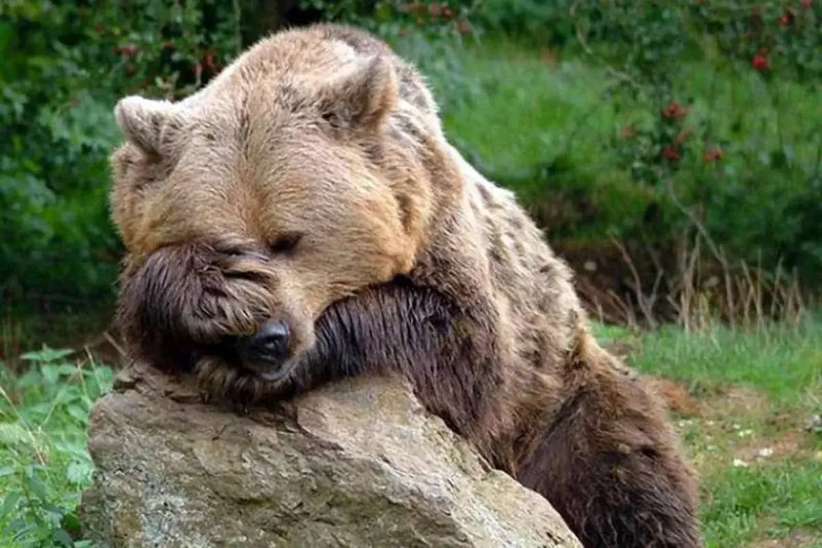 Медведь плачет