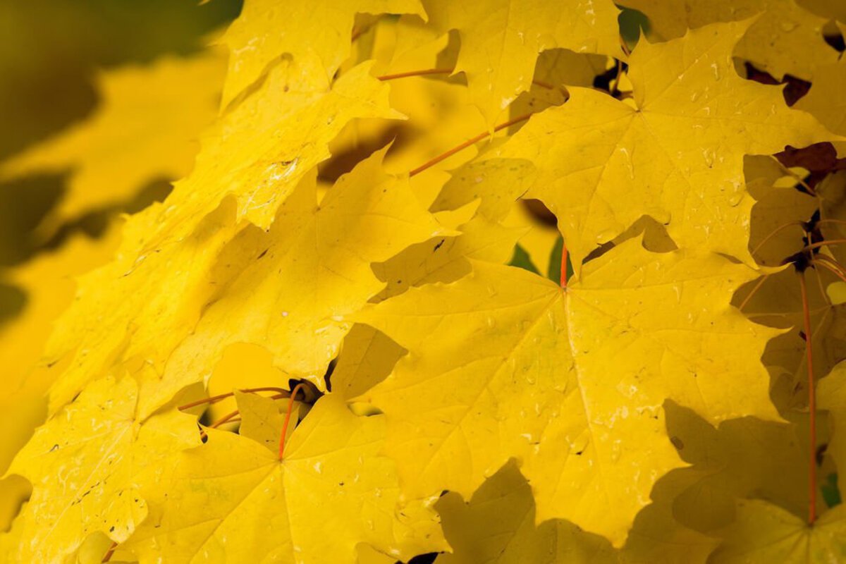 фото желтых листочков
