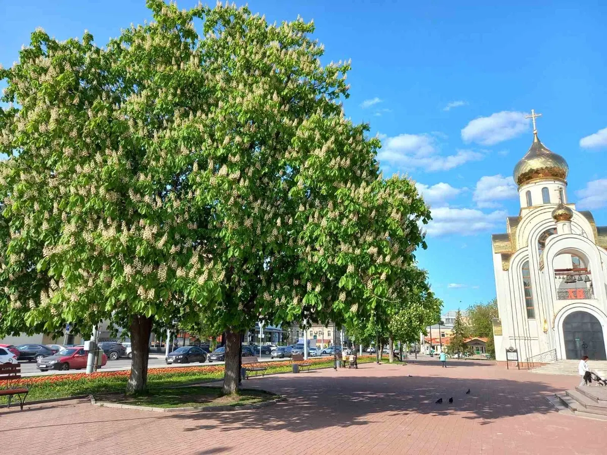 Стал известен список Дней городов и районов Ивановской области в 2024 году