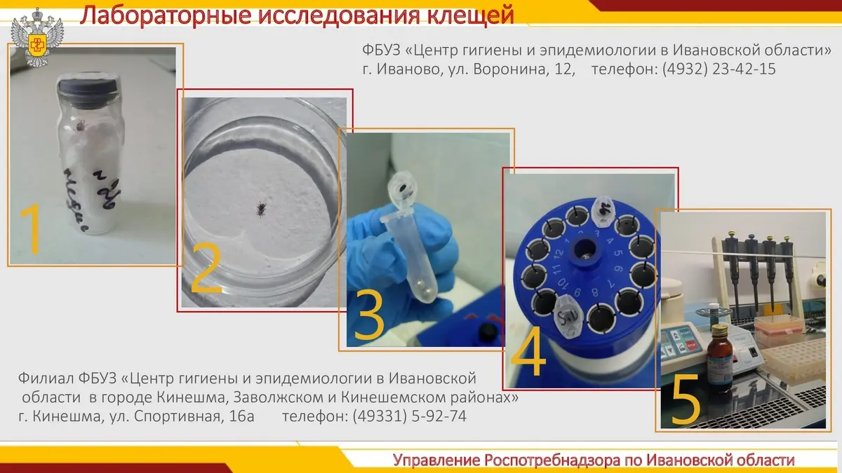 Клещ заразил жителя Ивановской области боррелиозом