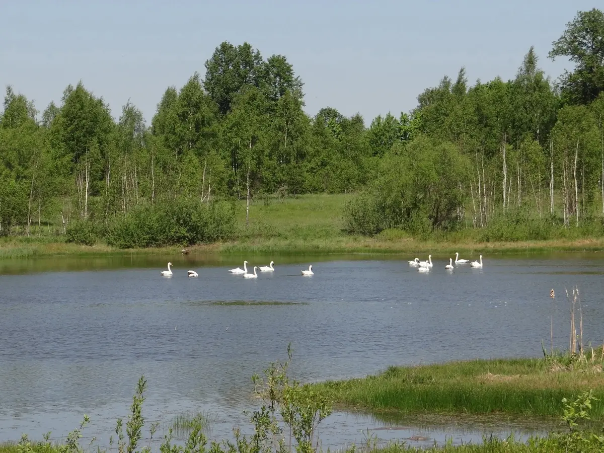 В древнее село в Савинском районе прилетели 12 белоснежных лебедей