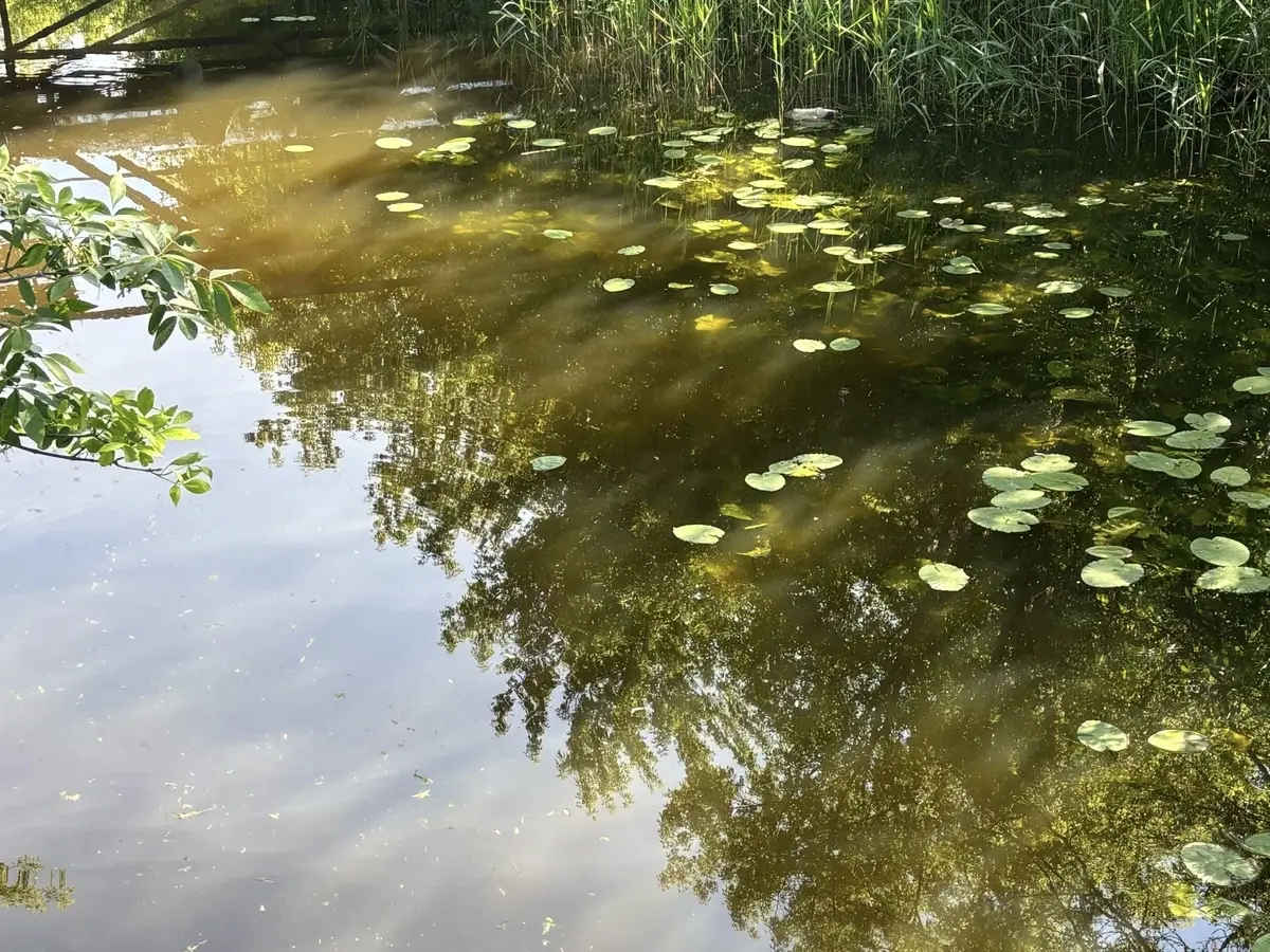 Если водоём зацвёл: чем опасна зелёная вода