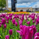 Около 80 тысяч тюльпанов распустились в Иванове