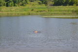В запрещенных местах для купания в Иванове проходят проверки