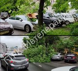 Упавшее дерево повредило две машины в Иванове