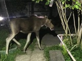 Молодой лось забрел во дворы домов на улице Суздальской в Иванове