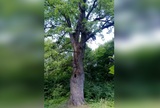Ивановцев приглашают проголосовать за "главное дерево страны"