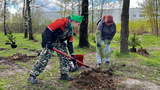 В Ивановском лесничестве высадили сосны в рамках акции "Сад памяти"