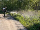 К уничтожению борщевика приступили в Иванове