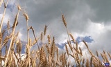 Более 20 сельхозпредприятий Ивановской области воспользовались льготными кредитами