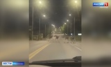 Ночью по Кохме разгуливало стадо лосей