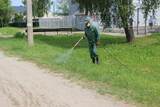 К ликвидации борщевика Сосновского приступили в Кинешме