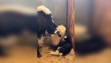 Пополнение в семье животных произошло в Ивановском цирке