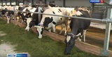 Более 70-ти тысяч тонн молока получили хозяйства Ивановской области с начала года