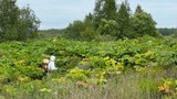 В Ивановской области работы по ликвидации борщевика Сосновского проведены на площади 1,7 тыс. га